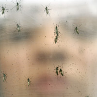 Brazil Zika Virus