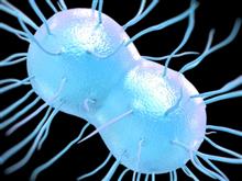gonorrhoeae_shutterstock_201652745