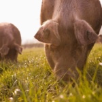 s960_Free_range_pigs_grazing