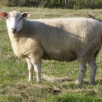 Weißköpfiges_Fleischschaf